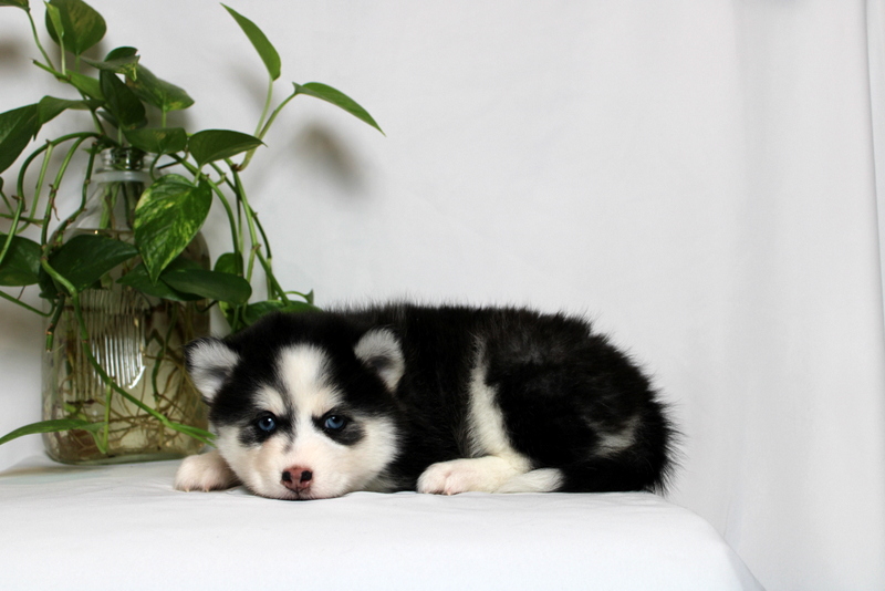 puppy, for, sale, Pomsky, Matthew B. Stoltzfus, dog, breeder, Gap, PA, dog-breeder, puppy-for-sale, forsale, nearby, find, puppyfind, locator, puppylocator, aca